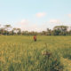 Ubud Bali… Never a dull moment (video)